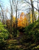 leaf fall in October