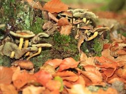 incredibly mushrooms