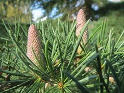 cedrus deodara cones closeup