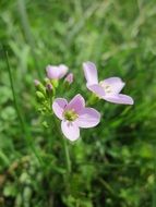 cardamine pratensis flower on the wild meadow