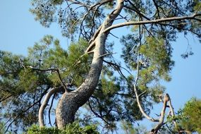 crooked tree trunk in the forest