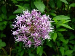 shrub with a lush spherical flower