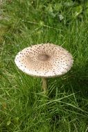 Mushrooms in a green meadow