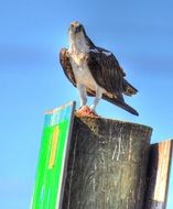 brown beautiful bird