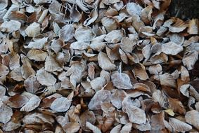 Frost leaves in a forest