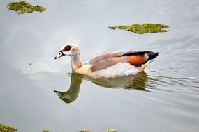 a colorful duck swims in a pond