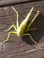 incomparable grasshopper insect