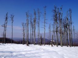 dry trees in a winter forest in Slovakia