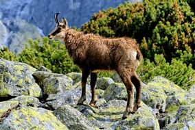 tatry slovakia animals