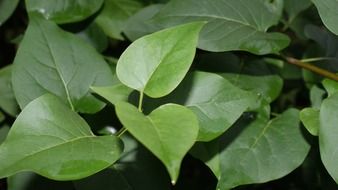 green plant leaf close-up