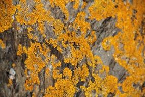 yellow flowers on the branches of a bush