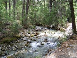 river among the green forest