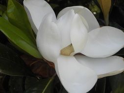 white petals of magnolia