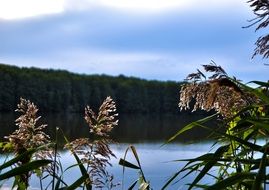 cane on pond at autumn
