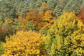 yellow autumn bushes