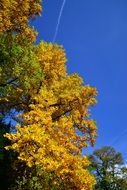 yellow autumn tree at blue sky