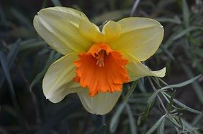 daffodil flower close-up on blurred background