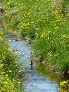 water birds on water, streaming in blooming meadow