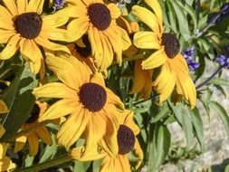 garden cone flower