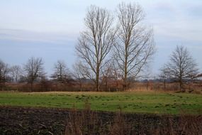 a row of trees near a green field