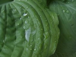 green leaf in rain drops close up