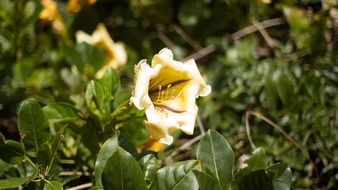 Beautiful, blooming flowers and other flora of Tenerife, Spain