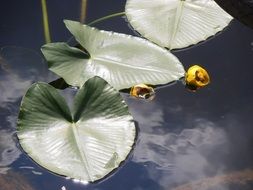 green leaves in the pond