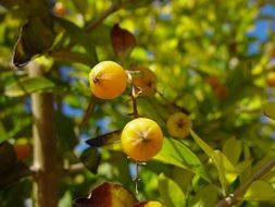 woodvale berries yellow little
