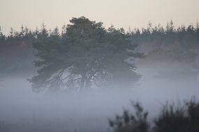 tree in patch fog mystical scene