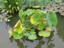 green plants on water close up