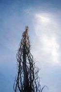 tall tree on blue sky background