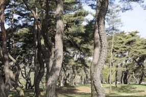 panorama of evergreen pine forest
