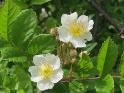 closeup photo of yellow and white flowers of spray roses