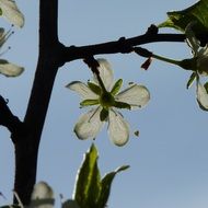 white blossoms of cherry