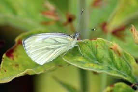 cabbage white butterfly on green leaf