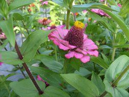 pink zinnia flowers with yellow center