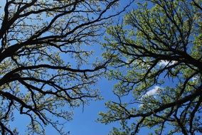 wonderful oak tree in spring