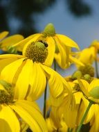 yellow flowers of rudbeckia, herbstonne