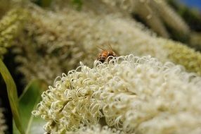insect pollinating a flower