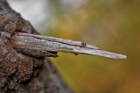 Dry broken off branch of a tree at blurred background with colorful plants