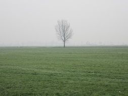 Single tree on a beautiful, wintry field with green grass