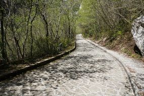 cobblestone path in a forest