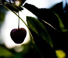 Close-up of the sweet cherry with leaves on the branch