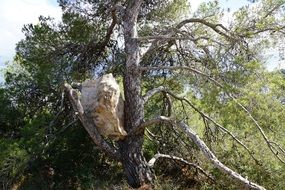 Big Stone on tree