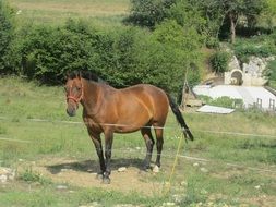 brown horse on fenced pasture