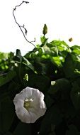 white bindweed bud in the garden