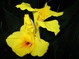 yellow iris flower
