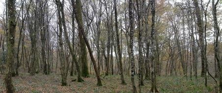 Hardwood in the forest