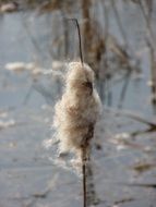 fluffy reeds on the lake close-up