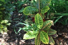 Green plants in the forest